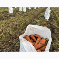 Продам моркву