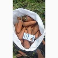 Продам морковь оптом