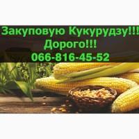 Купую кукурудзу у великих обсягах, на постійній основі!Відкриті контракти