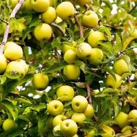 Продам свіже яблуко