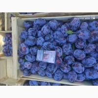 Продам сливу Стенлей, Чачакская, Президент, Волошка