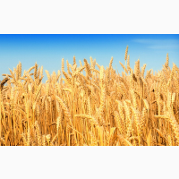 Закупаю пшеницу та іншу сільхозпродукцію по Україні