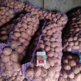 Продам домашню насіннєву картоплю
