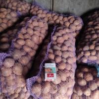 Продам домашню насіннєву картоплю