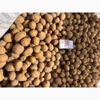 Продам якісне насіння 2-ї репродукції Констанс