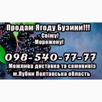 Реалізую ягоду бузини, урожаю 2025року!Великі та дрібні оптові продажі