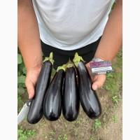 Продаємо баклажани, сорт Мадалена