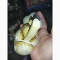Часник любаша