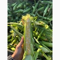 Продам солодку Кукурудзу