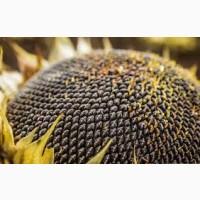 Купляємо Соняшник по Україні Дорого