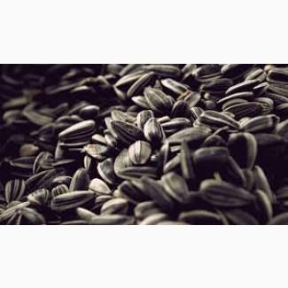 Агрокомпанія купує насіння Соняшника EXW/CPT по Україні