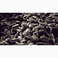 Агрокомпанія купує насіння Соняшника EXW/CPT по Україні