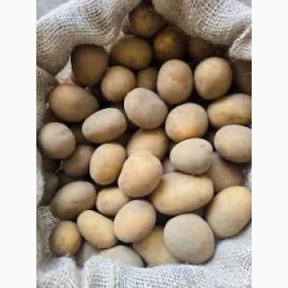 Посадкова картопля Арізона Закарпатська область купити якісну, роздріб від 10 кг