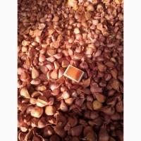 Реализуем семена чеснока сорт Любаша