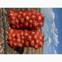 Продам цибулю, сорт Іроко