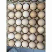 Яця курячі КРЕМОВІ від виробника Продам