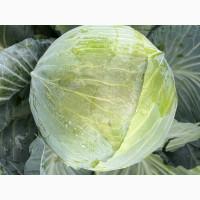 Продам капусту Агресор, Сторідор