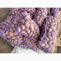 Картопля. Продовольча