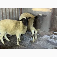 Продам вівців ягнят породи Дорпер
