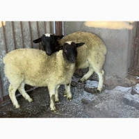 Продам вівців ягнят породи Дорпер