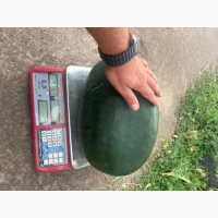 Продам кавун
