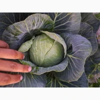 Продам капусту 2гат