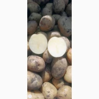 Продам картошку в качестве