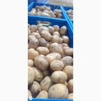Продам картошку в качестве
