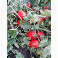 Продам помідор