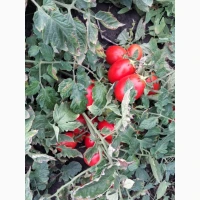 Продам помідор