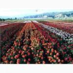 Продажа оптом и в розницу кустов роз
