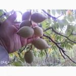 Саженцы черного (маньчжурского) ореха