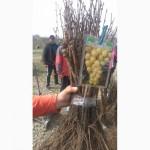 Продам виноград