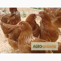 Продам молодую курку- несушку Ломан Браун