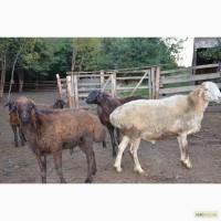 Продам курдючных баранов