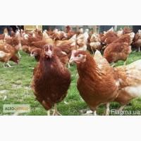 Продам кур Редбро, Испанка, суточные и подрощенные