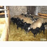 Продам вівців