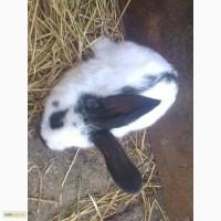Продам крольчат породы Строкач и Фландр