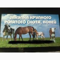 Заготовка купівля Врх корів, бичків, телиць, телят, коней, лошат