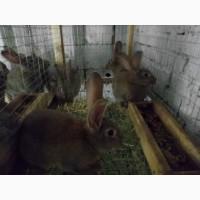Продам крольчат