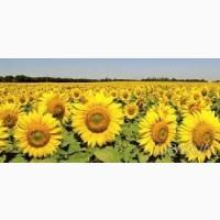 РИМИ гибрид подсолнечника