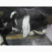 Срочно! Нубийский 62.7 козлик