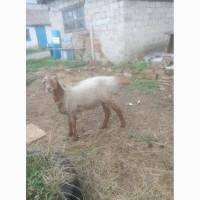 Продам барана Гиссарской породы на племя