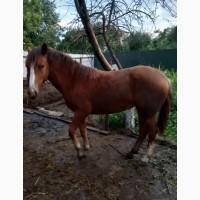 Продам кобилу турійську