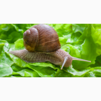 Улитки ( Равлики ) маточное стадо Helix aspersa muller, Helix aspersa