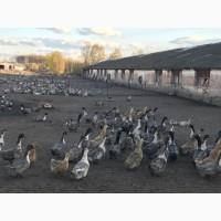 Продам утят