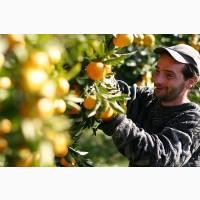 Продаем апельсин и мандарины из Испании