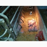 Продам поросят мелким и крупным оптом, трехлинейный гибрид мясного направления