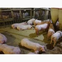 Продам поросят мелким и крупным оптом, трехлинейный гибрид мясного направления