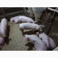 Продам поросят мелким и крупным оптом, трехлинейный гибрид мясного направления